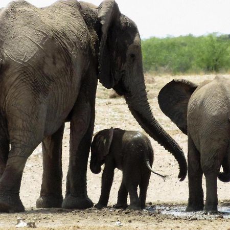 Etosha Safari Lodge, Etosha National Park, Namibia Outjo Buitenkant foto