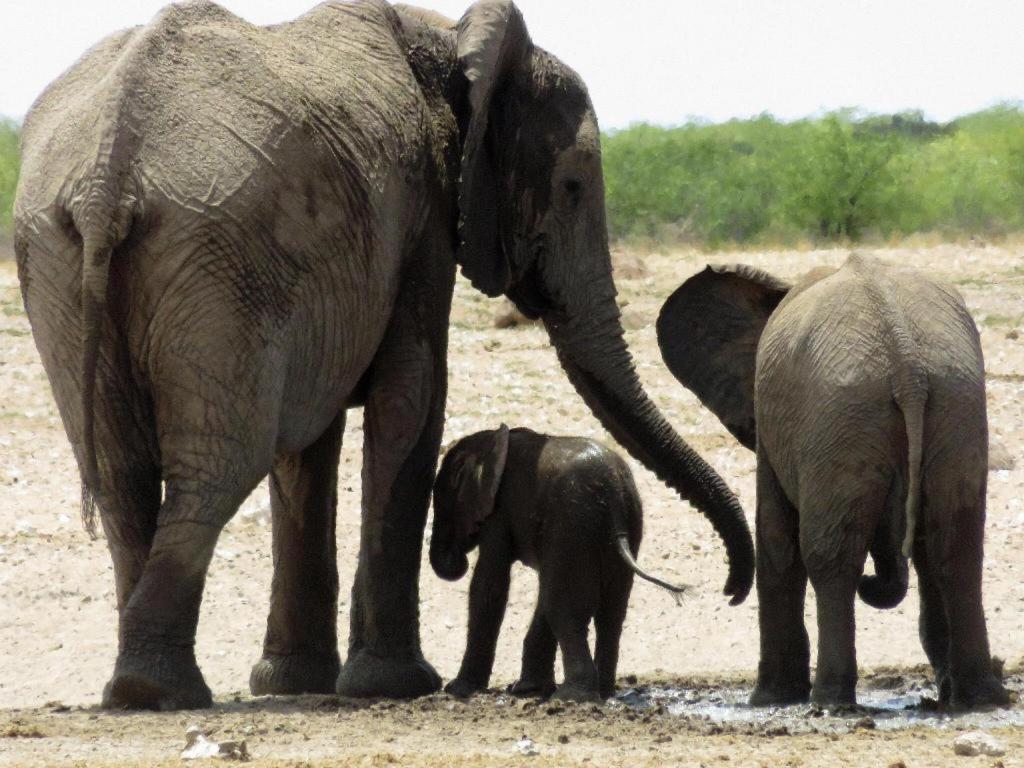 Etosha Safari Lodge, Etosha National Park, Namibia Outjo Buitenkant foto
